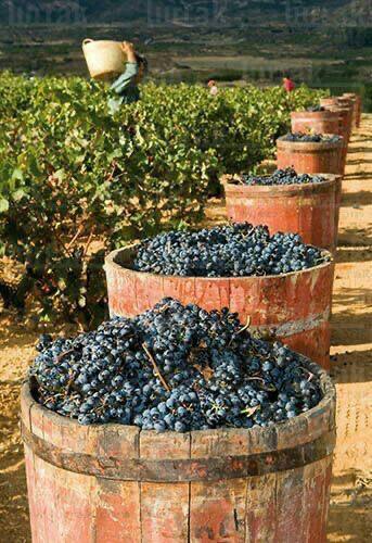 Geschichte der bösen&nbsp;Bauern